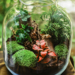 Terrarium Kit