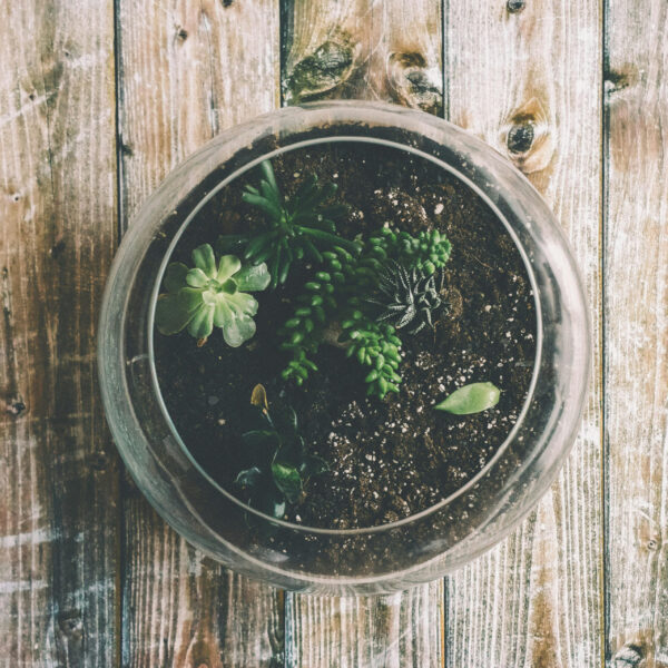 Terrarium Kit